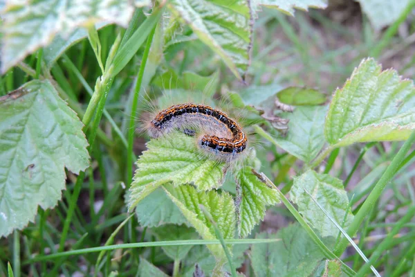 Colorido Lacayo Tierra Malacosoma Castrensis Oruga Alimentándose Una Hoja Mora — Foto de Stock