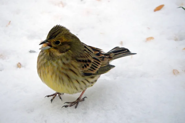 Female Yellowhammer Feathers Raised Its Head Sitting Snow Eating Grains — Stock Photo, Image