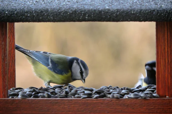 Eurasian Blue Tit Eating Sunflower Seeds Wooden Bird Feeder Great — Stok fotoğraf