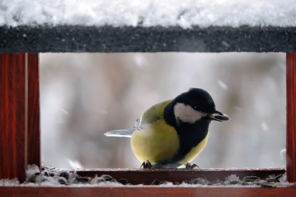 Great Tit Wooden Bird Feeder Sunflower Seed Its Bill Snowy — ストック写真