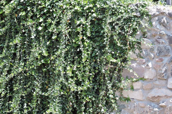 Вечнозеленый Плющ Свисающий Каменной Стены Солнечном Свете — стоковое фото