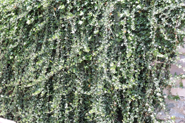 Ein Immergrüner Efeu Der Sonnenlicht Einer Steinmauer Hängt — Stockfoto