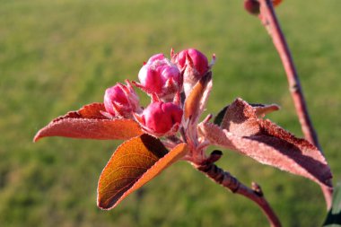 Bir elma ağacının pembe tomurcuklarını açmak ve güneş ışığında kırmızı yapraklar, arka planda bulanık yeşil çimenler.