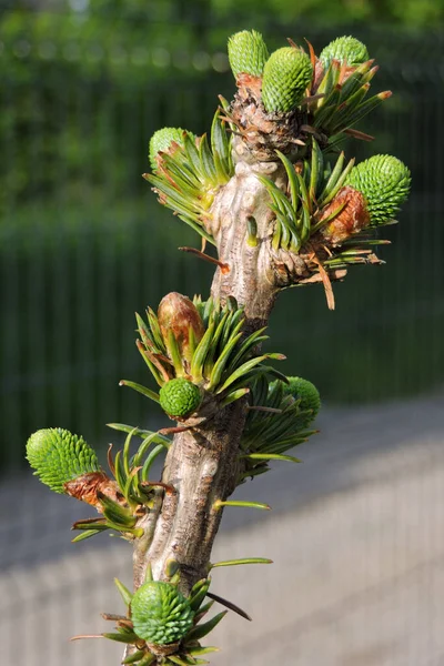 Gros Plan Ouverture Des Bourgeons Sapin Coréen Soleil Printemps — Photo