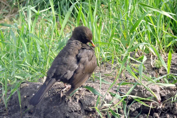 在阳光灿烂的日子里 一只雌性黑鸟在羽毛上展翅 坐在地上 — 图库照片