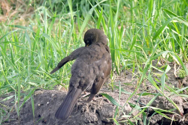 Female Blackbird Preening Its Feathers Sitting Ground Sunny Day — Stock Photo, Image