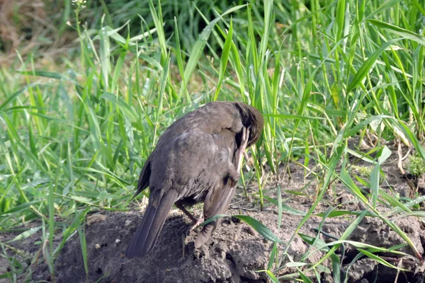 Portrait Merle Eurasien Debout Sur Sol Grattant — Photo