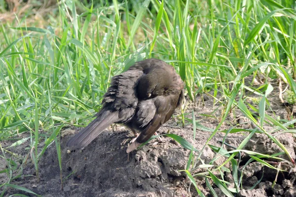 Una Hembra Mirlo Preparando Sus Plumas Sentada Suelo Día Soleado — Foto de Stock