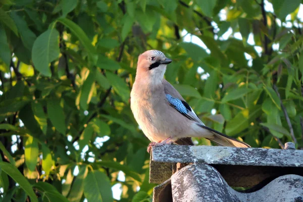 A portrait of a Eurasian jay sitting on a roof made of asbestos-cement sheets, a walnut tree in the background
