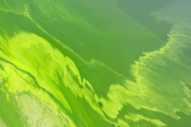 Parlak kireç ve yeşil su, zehirli alg tomurcukları, soyut arka plan, Aziz Patrick Günü, kirlenmiş suda yüzen bir yaban ördeği.