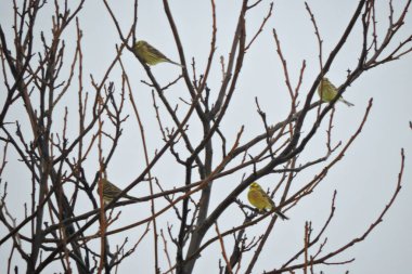 Yapraksız dallarda oturan sarı çekiç sürüsü.