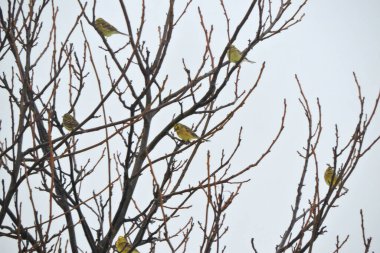 Yapraksız dallarda oturan sarı çekiç sürüsü.