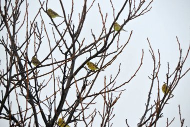 Yapraksız dallarda oturan sarı çekiç sürüsü.