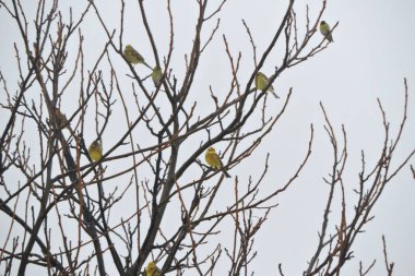 Yapraksız dallarda oturan sarı çekiç sürüsü.