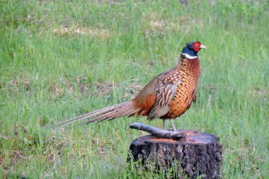 Dalgalı tüyleri olan bir erkek sülün çayırdaki bir kütüğün üzerinde duruyor.