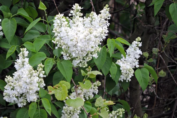 Primo Piano Fiori Bianchi Lilla Foglie Verdi — Foto Stock