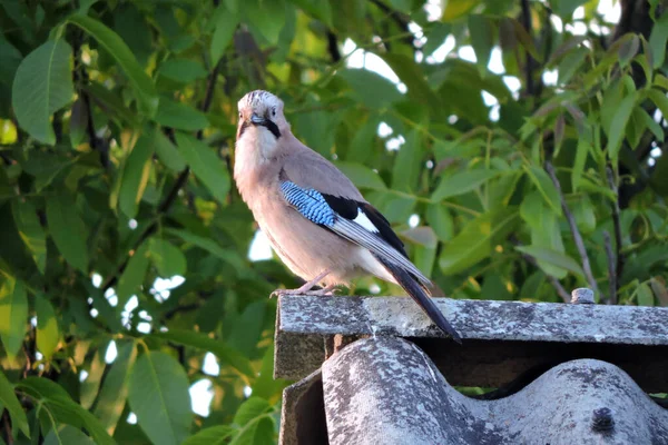 A portrait of a Eurasian jay sitting on a roof made of asbestos-cement sheets, a walnut tree in the background