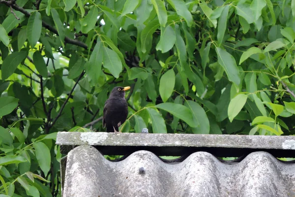 Portrait Singing Male Eurasian Blackbird Standing One Leg Roof Made — Stock Photo, Image