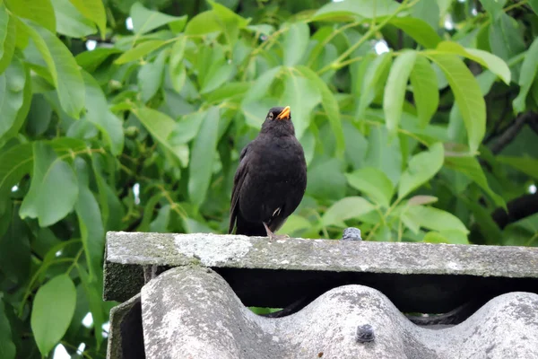 Portrait Singing Male Eurasian Blackbird Standing One Leg Roof Made — Stock Photo, Image