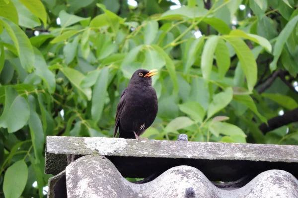 Portrait Singing Male Eurasian Blackbird Standing One Leg Roof Made — Stock Photo, Image