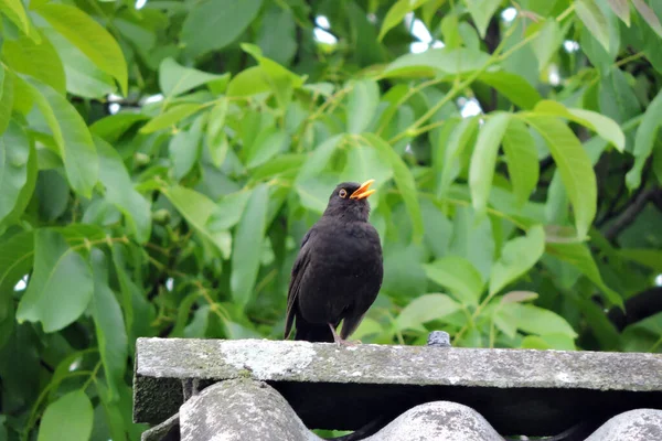 Portrait Singing Male Eurasian Blackbird Standing One Leg Roof Made — Stock Photo, Image