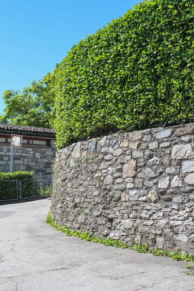 green stone wall, hedge, hedgerow, green fence, quickset, quickset hedge