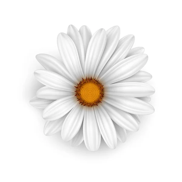 Camomile flower vector — Stock Vector