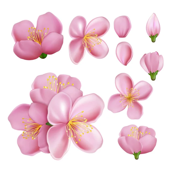 Sakura çiçeği dal vektörü — Stok Vektör