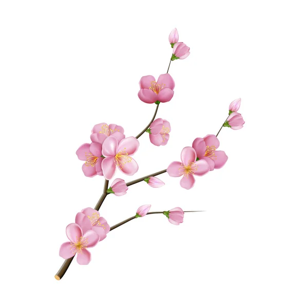 Sakura Blume Zweig Blütenvektor — Stockvektor