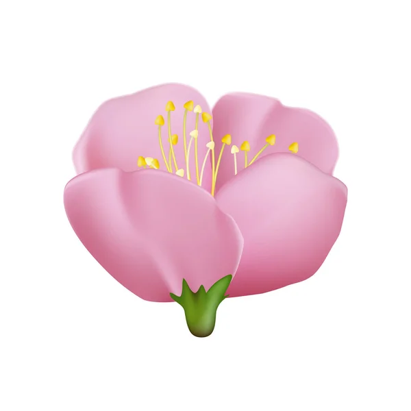 Sakura çiçeği kiraz vektörü — Stok Vektör