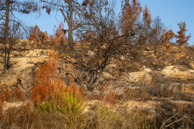 İsrail, Kudüs yakınlarındaki Judea dağlarındaki Akdeniz ormanlarında çıkan yangından sonra yanan ağaçlar..