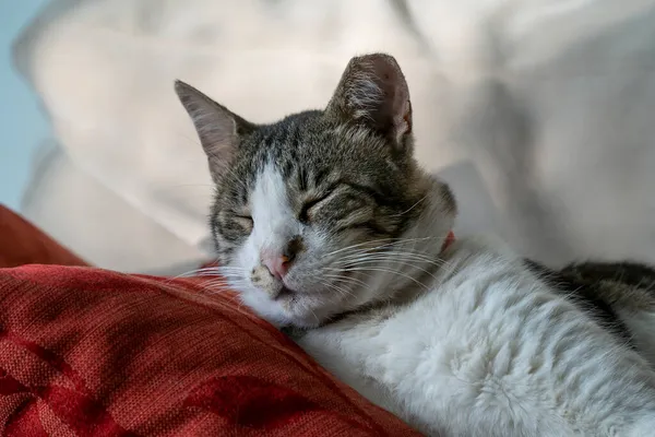 Портрет Сонного Домашнього Кота Який Спить Червоних Подушках Дивані — стокове фото