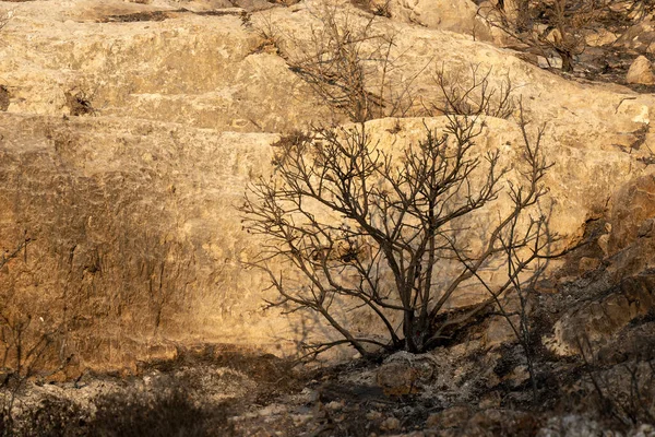 Árbol Quemado Después Incendio Forestal Bosque Mediterráneo Las Montañas Judea — Foto de Stock