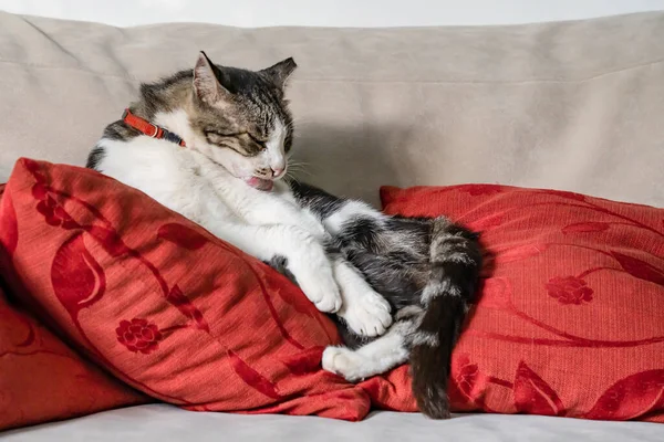 Домашня Кішка Облизує Себе Язиком Спираючись Червоні Подушки Дивані — стокове фото