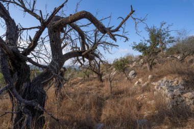 İsrail, Kudüs yakınlarındaki Judea dağlarında ölü badem ağaçları ve tarım terasları.