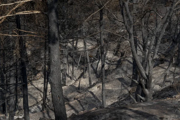 Burnt trees after a wildfire in the mediterranean woodland on the Judea mountains near Jerusalem, Israel.