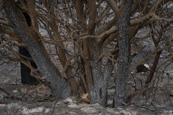 Árvores Queimadas Após Incêndio Floresta Mediterrânea Nas Montanhas Judéia Perto — Fotografia de Stock