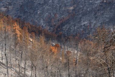 İsrail, Kudüs yakınlarındaki Judea dağlarındaki Akdeniz ormanlarında çıkan yangından sonra yanan ağaçlar..