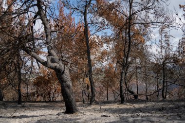 İsrail, Kudüs yakınlarındaki Judea dağlarındaki Akdeniz ormanlarında çıkan yangından sonra yanan ağaçlar..