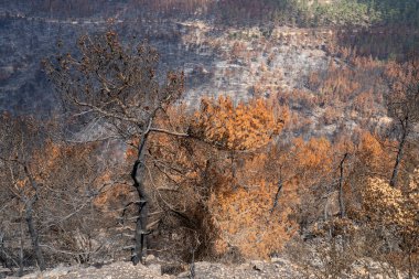 İsrail, Kudüs yakınlarındaki Judea dağlarındaki Akdeniz ormanlarında çıkan yangından sonra yanan ağaçlar..