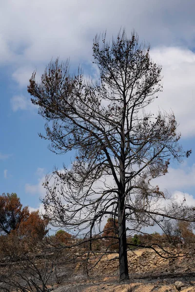 stock image A burnt pine tree after a wildfire in the mediterranean woodland on the Judea mountains near Jerusalem, Israel.