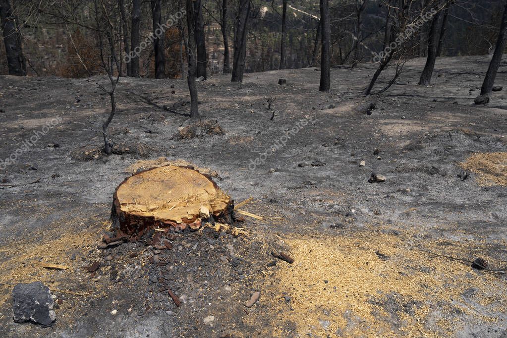 El tocón de un pino viejo quemado cortado después de un incendio