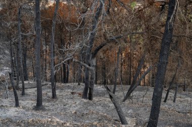 İsrail, Kudüs yakınlarındaki Judea dağlarındaki Akdeniz ormanlarında çıkan yangından sonra yanan ağaçlar..