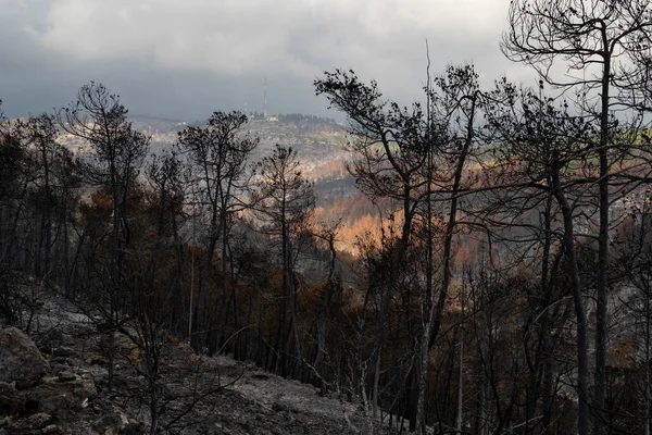 Árvores Queimadas Após Incêndio Floresta Mediterrânea Nas Montanhas Judéia Perto — Fotografia de Stock