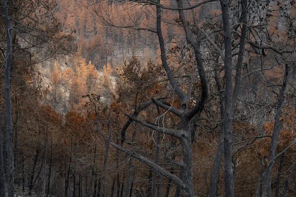 Burnt Trees Wildfire Mediterranean Woodland Judea Mountains Jerusalem Israel — Stock Photo, Image