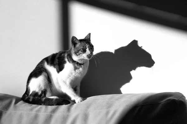 一只胖胖的猫坐在阳光下的沙发上 它的影子在隔壁的墙上 — 图库照片