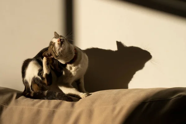 Кіт Таббі Дряпає Шию Сонячному Світлі Дивані Тінь Сусідній Стіні — стокове фото