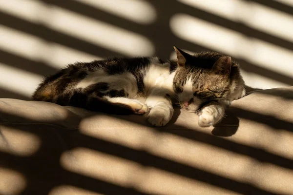 Кіт Таббі Спить Спині Дивана Тіні Частково Відкритих Віконних Жалюзі — стокове фото