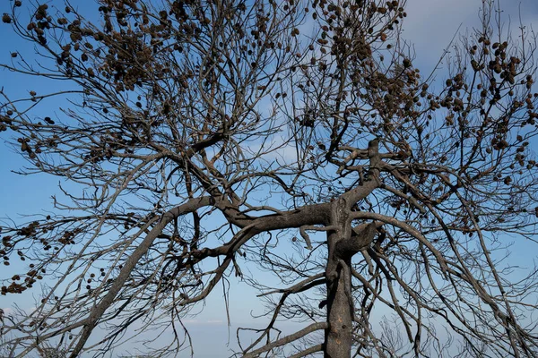 Pinheiro Alepo Queimado Após Incêndio Floresta Mediterrânea Nas Montanhas Judéia — Fotografia de Stock