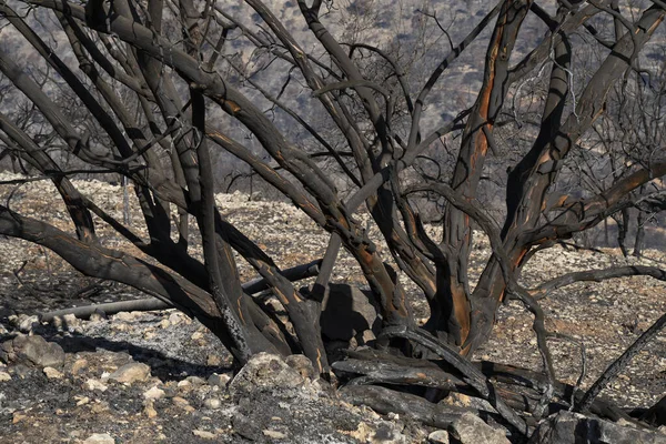Uma Árvore Queimada Após Incêndio Floresta Mediterrânea Nas Montanhas Judéia — Fotografia de Stock